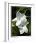 White Flowers on Palm Beach, Aruba-Lisa S. Engelbrecht-Framed Photographic Print