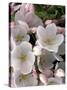 White Flowers, Seattle, Washington, USA-William Sutton-Stretched Canvas