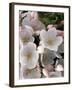 White Flowers, Seattle, Washington, USA-William Sutton-Framed Photographic Print