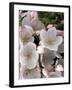 White Flowers, Seattle, Washington, USA-William Sutton-Framed Photographic Print