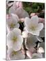 White Flowers, Seattle, Washington, USA-William Sutton-Mounted Photographic Print