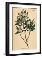 White Flowers Vintage Botanical Print-Piddix-Framed Art Print