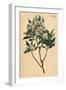White Flowers Vintage Botanical Print-Piddix-Framed Art Print