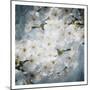 White Flowers With Blue-Milli Villa-Mounted Art Print