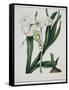White Flowers with Long Dark Green Leaves-Samuel Holden-Framed Stretched Canvas