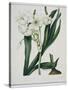 White Flowers with Long Dark Green Leaves-Samuel Holden-Stretched Canvas