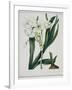 White Flowers with Long Dark Green Leaves-Samuel Holden-Framed Giclee Print