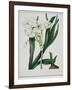 White Flowers with Long Dark Green Leaves-Samuel Holden-Framed Giclee Print