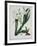 White Flowers with Long Dark Green Leaves-Samuel Holden-Framed Giclee Print