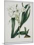 White Flowers with Long Dark Green Leaves-Samuel Holden-Mounted Giclee Print