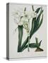 White Flowers with Long Dark Green Leaves-Samuel Holden-Stretched Canvas