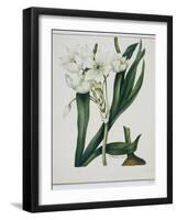 White Flowers with Long Dark Green Leaves-Samuel Holden-Framed Giclee Print