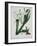 White Flowers with Long Dark Green Leaves-Samuel Holden-Framed Giclee Print