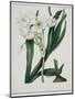 White Flowers with Long Dark Green Leaves-Samuel Holden-Mounted Giclee Print