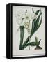 White Flowers with Long Dark Green Leaves-Samuel Holden-Framed Stretched Canvas