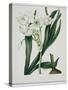 White Flowers with Long Dark Green Leaves-Samuel Holden-Stretched Canvas