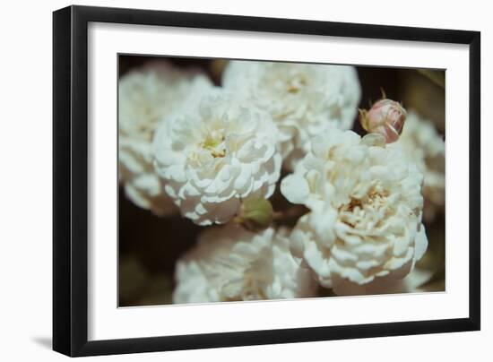 White Flowers-Carolina Hernandez-Framed Photographic Print