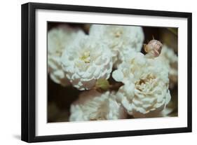 White Flowers-Carolina Hernandez-Framed Photographic Print