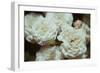 White Flowers-Carolina Hernandez-Framed Photographic Print