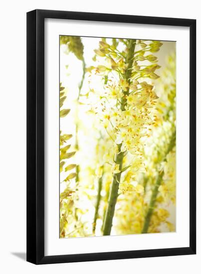 White Flowers-Karyn Millet-Framed Photographic Print