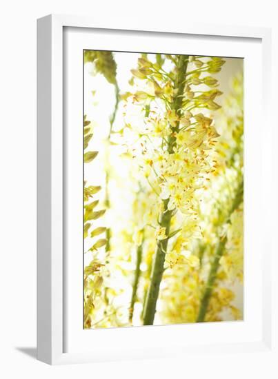 White Flowers-Karyn Millet-Framed Photographic Print