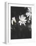 White Flowers-Design Fabrikken-Framed Photographic Print