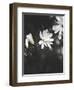 White Flowers-Design Fabrikken-Framed Photographic Print