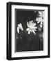 White Flowers-Design Fabrikken-Framed Photographic Print