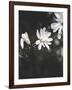 White Flowers-Design Fabrikken-Framed Photographic Print