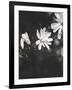 White Flowers-Design Fabrikken-Framed Photographic Print
