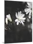White Flowers-Design Fabrikken-Mounted Photographic Print