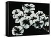 White Flowers-Kari Taylor-Framed Stretched Canvas