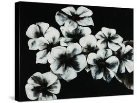 White Flowers-Kari Taylor-Stretched Canvas