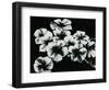 White Flowers-Kari Taylor-Framed Giclee Print