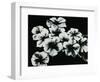 White Flowers-Kari Taylor-Framed Giclee Print