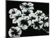 White Flowers-Kari Taylor-Mounted Giclee Print