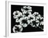 White Flowers-Kari Taylor-Framed Giclee Print