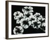 White Flowers-Kari Taylor-Framed Giclee Print