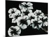 White Flowers-Kari Taylor-Mounted Giclee Print