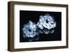 White Flowers-Philippe Sainte-Laudy-Framed Photographic Print