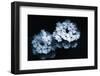 White Flowers-Philippe Sainte-Laudy-Framed Photographic Print