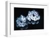 White Flowers-Philippe Sainte-Laudy-Framed Photographic Print