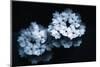 White Flowers-Philippe Sainte-Laudy-Mounted Photographic Print