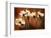 White Flowers-Ursula Abresch-Framed Photographic Print