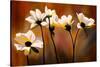 White Flowers-Ursula Abresch-Stretched Canvas