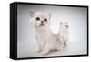 White Fluffy Classic Persian Cats Isolated On White-PH.OK-Framed Stretched Canvas