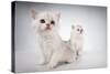 White Fluffy Classic Persian Cats Isolated On White-PH.OK-Stretched Canvas