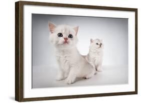 White Fluffy Classic Persian Cats Isolated On White-PH.OK-Framed Photographic Print