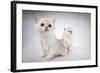 White Fluffy Classic Persian Cats Isolated On White-PH.OK-Framed Photographic Print