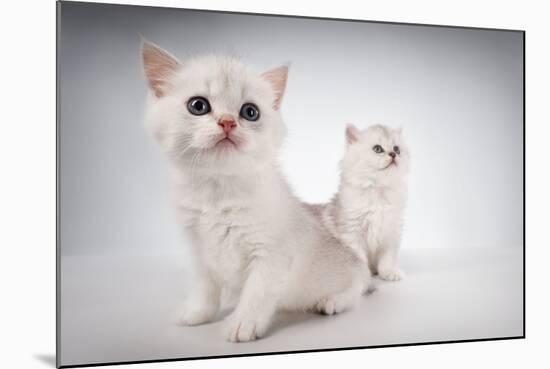 White Fluffy Classic Persian Cats Isolated On White-PH.OK-Mounted Photographic Print
